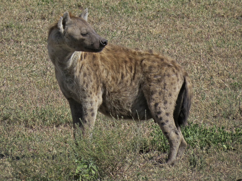 hyena 1